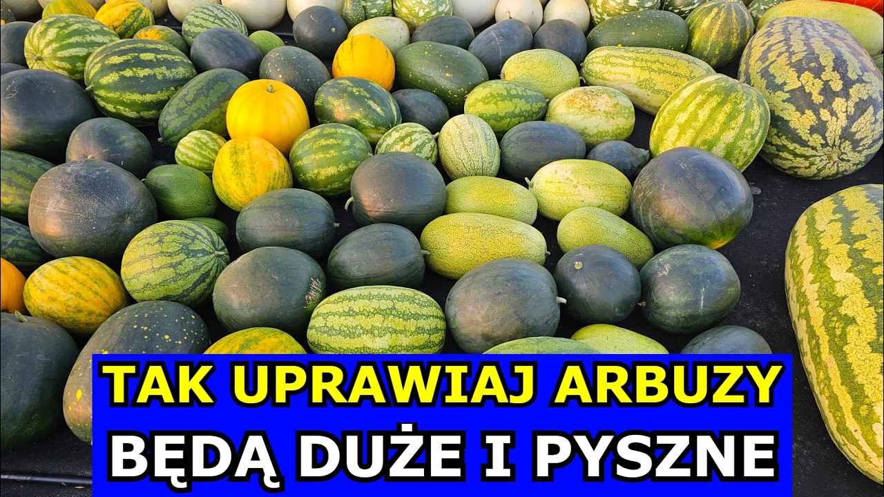 Jak uprawiać Arbuzy w Polsce. Uprawa Arbuza KROK po KROKU. Siewy, Sadzenie, Odmiany, Nawożenie Kawon