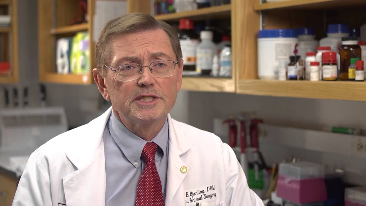A Look at Research at the UW School of Veterinary Medicine