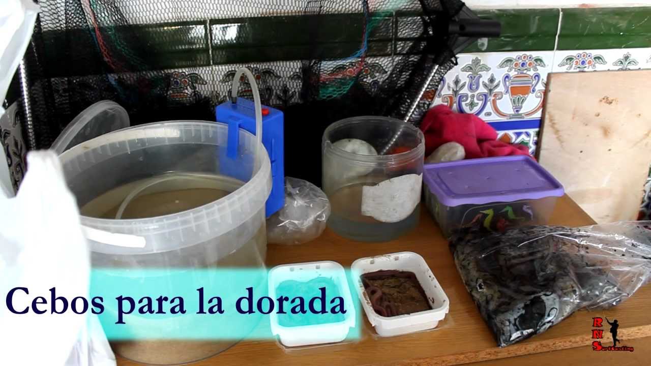 Cebos para las doradas (Roque Navarro Surfcasting)