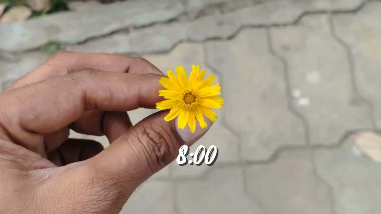 Mini vlog 11  