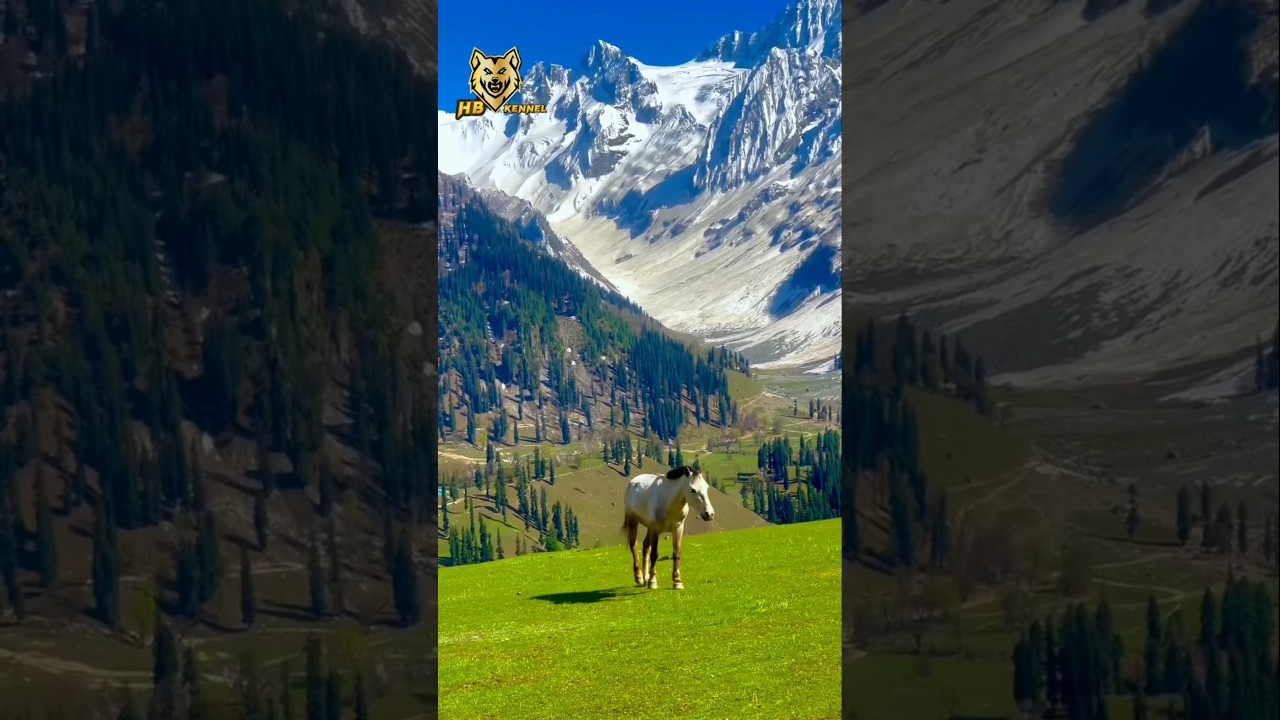 Nomadic Journey #shorts #landscape #livestock