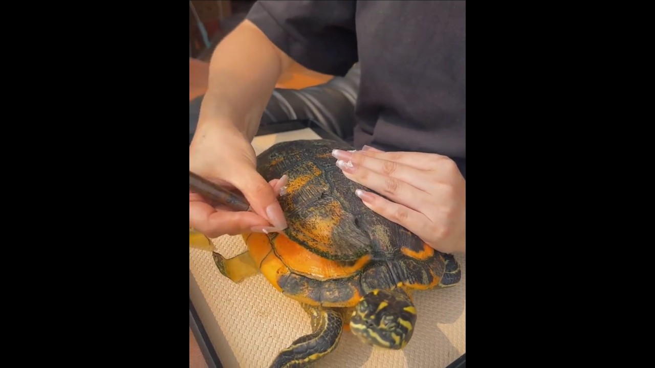 Turtle&rsquo;s Cute Cleaning 🐢💧