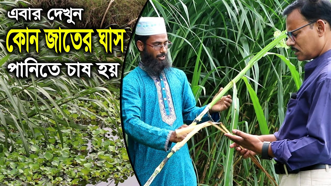 799-খামার করবেন !! আগে ঘাস চাষ সম্পর্কে জানুন। R.I.Manik.Chitrapuri Krishichitra