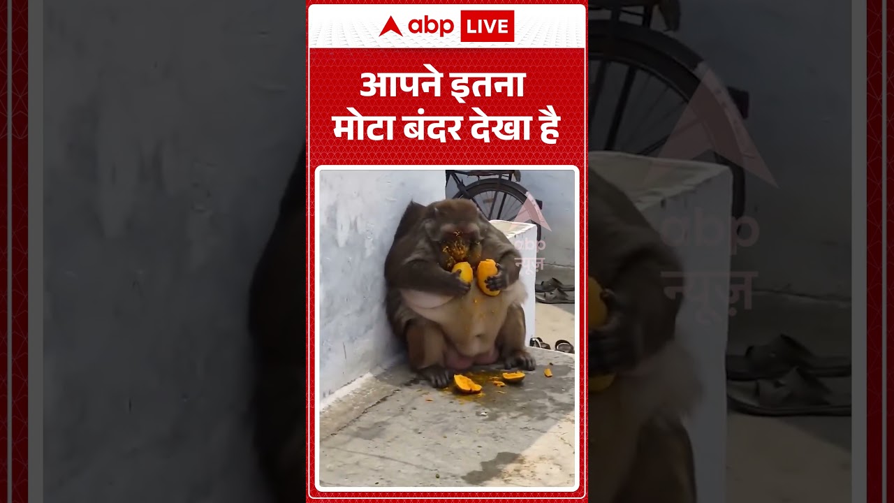 Viral Video | आपने इतना मोटा बंदर देखा है | #ytshorts #breakingnews #latestnews