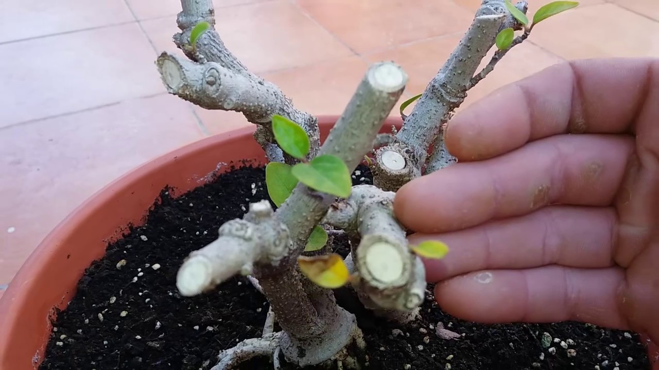 S&Iacute;NTOMAS de Heladas en PLANTAS y REMEDIO Casero muy EFECTIVO/El ratillo de Juan Valent&iacute;n