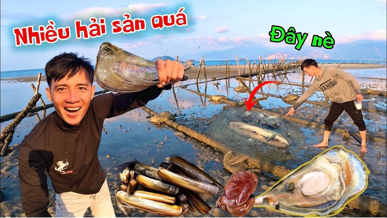 Trải nghiệm s,ă.n bắt hải sản khi triều cạn, sò mai - ốc móng tay nằm ê hề | coastal seafood hunting