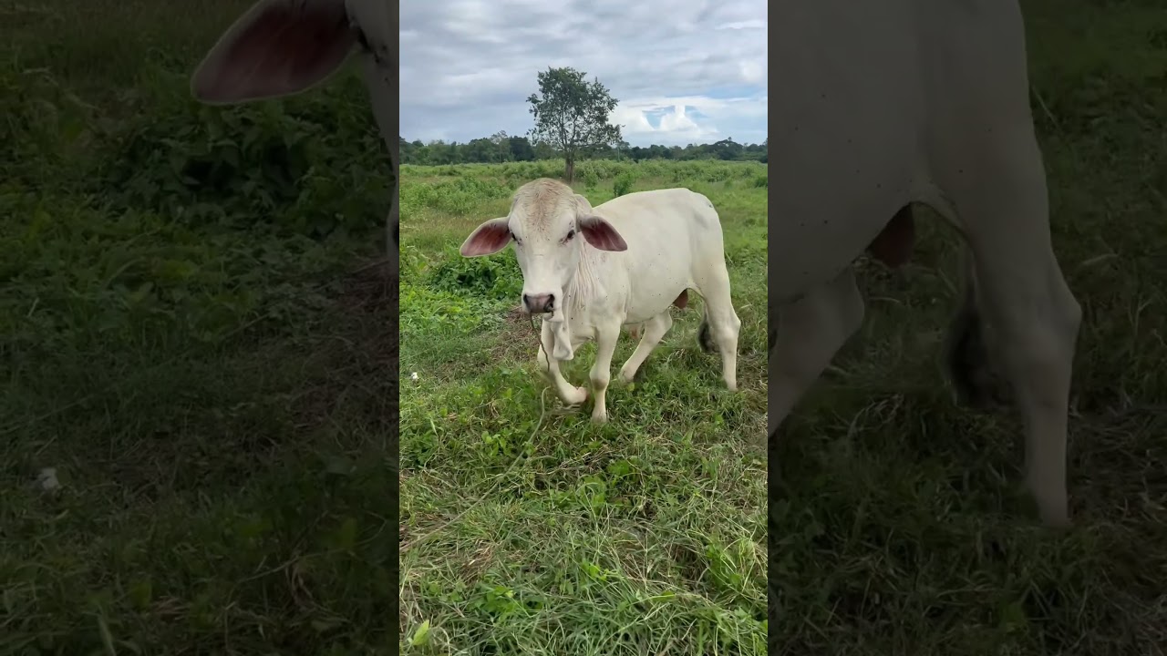 Cows in the Philippines have green grass for all year 