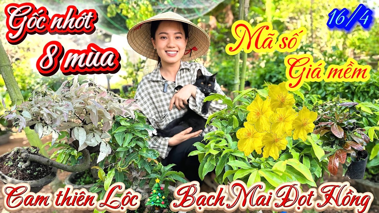 16/4 Mai V&agrave;ng gi&aacute; rẻ ☎️0379932216 Nguy&ecirc;n🎄gốc nhớt gi&agrave; m&ugrave;a 🎄Bạch mai đọt Hồng