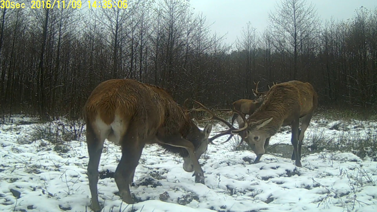 Potyczka jeleni byk&oacute;w