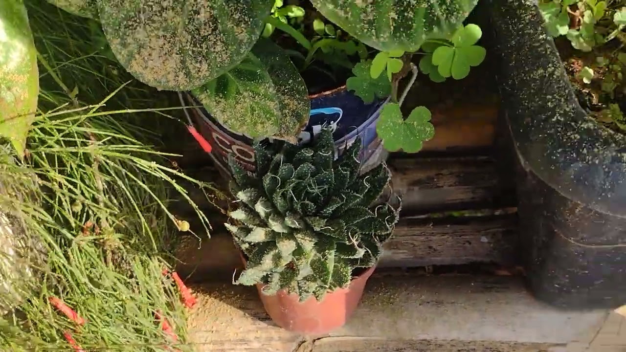 Vem ver como as plantinhas estão lindas 