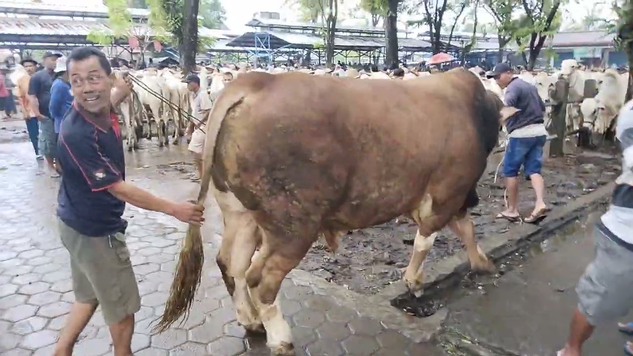 Bobonya berapa??? Hari ini paling juara nih sapi metal jangan ini di pasar kebumen