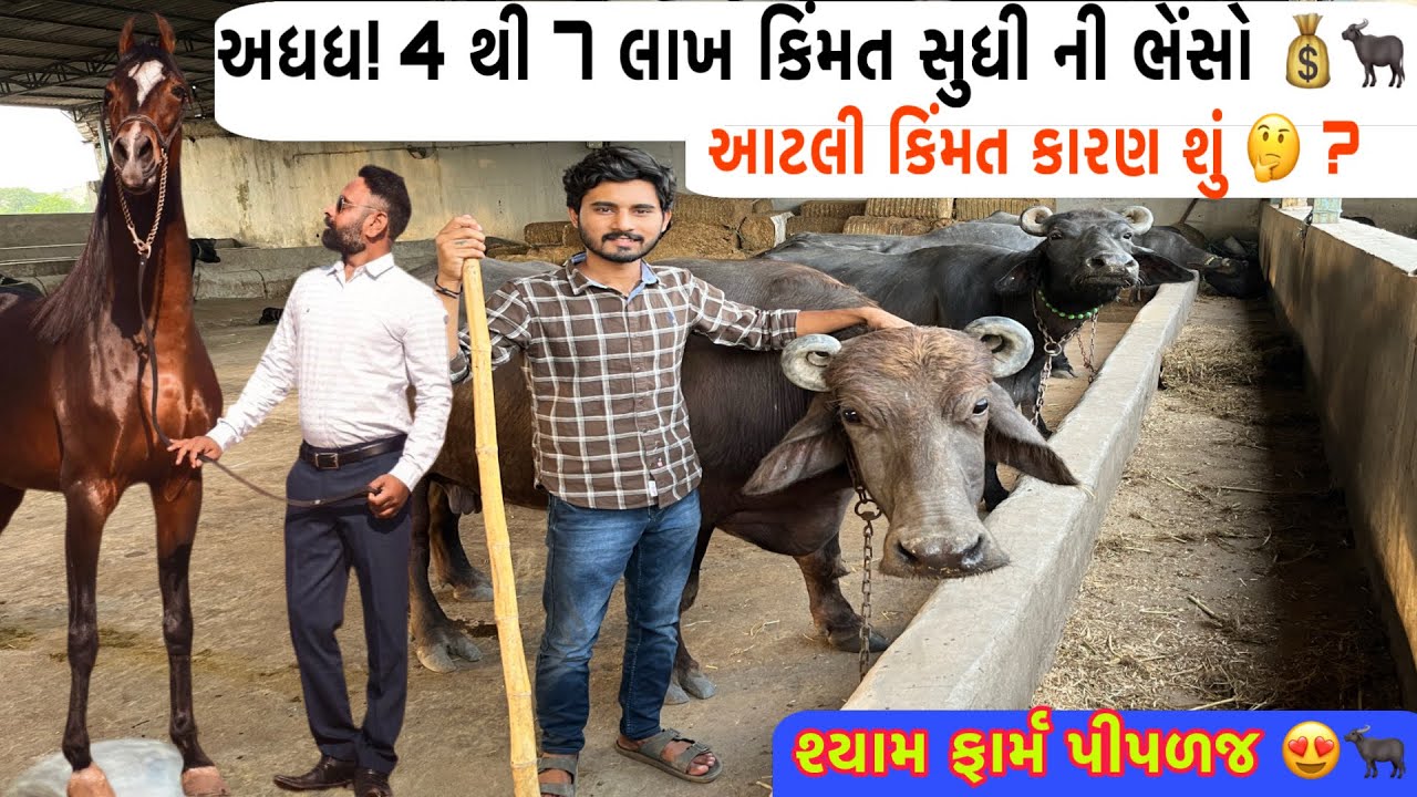 🔥 4 થી 7 લાખની ભેંસો! શ્યામ ફાર્મ પીપળજ ની રિયલ કિંમત અને રહસ્ય જાણો 🐃 | Dairy Farm Gujarat |