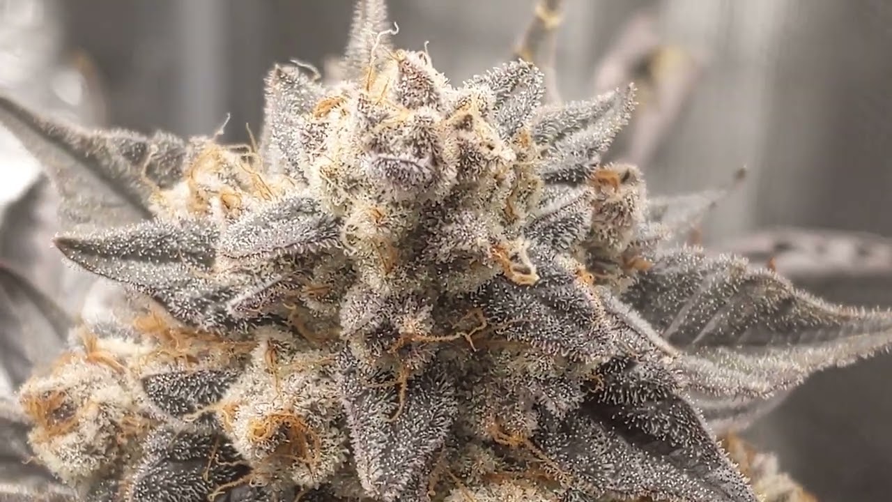 01/22/2023 | Ice Cream Cake by Atlas Seeds