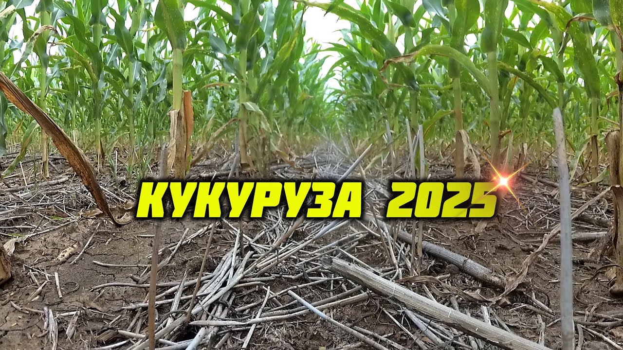 Кукуруза в период засухи 2025!