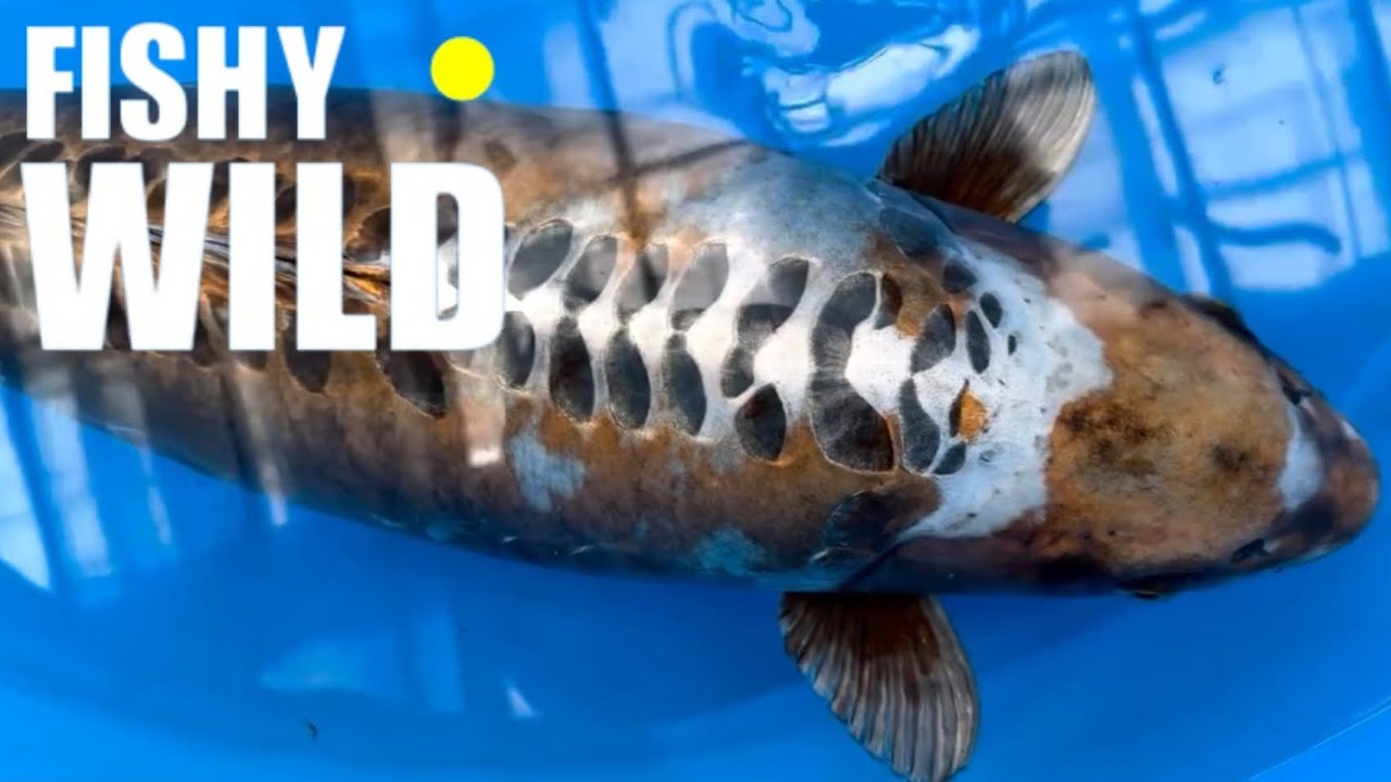 Ultimate Guide to Stunning Koi: Expert Tips and Breathtaking Footage!