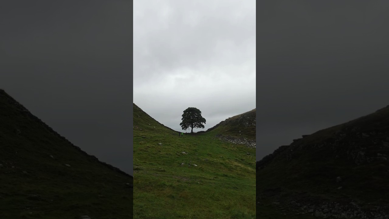 RIP SYCAMORE GAP #shorts #sycamoregap #archaeology #ancienthistory #ancientrome #hadrianswall