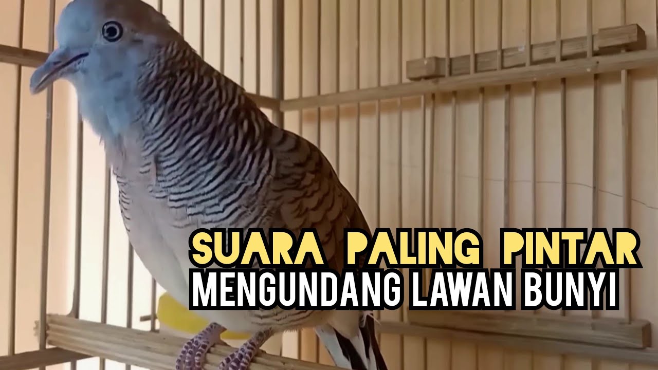 Perkutut Lokal Gacor Suara BESAR Ampuh Memanggil Lawan BUNYI