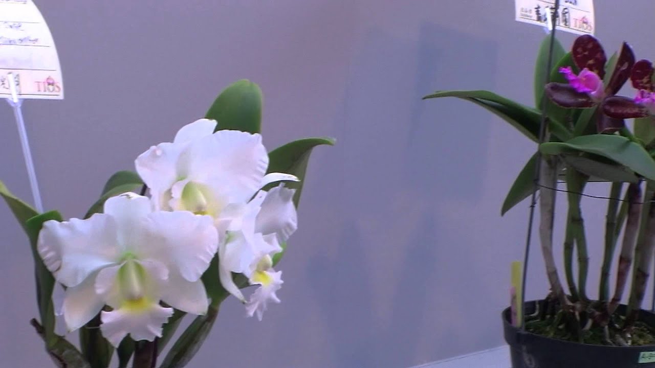2013.03 TIOS 台灣國際蘭展 part.2