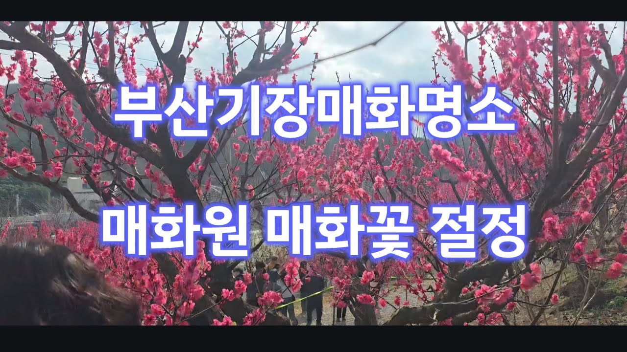 #부산기장 매화원 을가다#기장매화원#매화명소#꽃단이네다육 #succulent #매화꽃