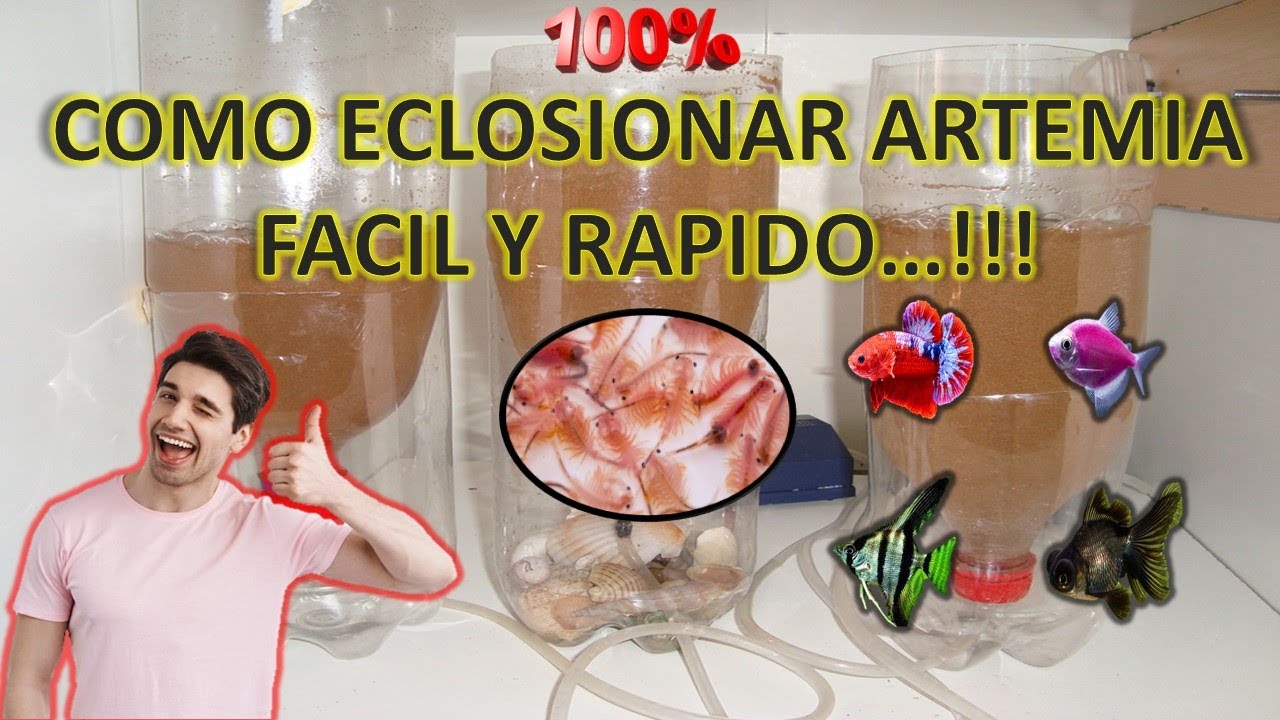Tutorial c&oacute;mo eclosionar ARTEMIA f&aacute;cil y r&aacute;pido 💯👌