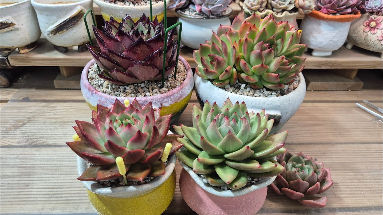 260115.☆가르시아&슈퍼클론 재식재해요 