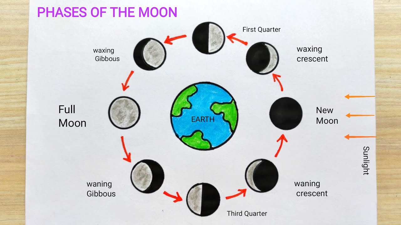 Moon phase drawing step by step | Moon phase diagram drawing | How to draw phases of the moon