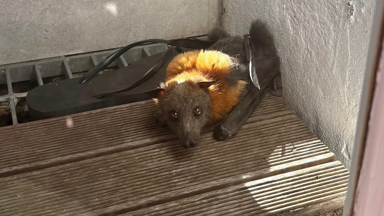 Rescuing  flying-fox trapped at the base of stairs;  this is Thongs