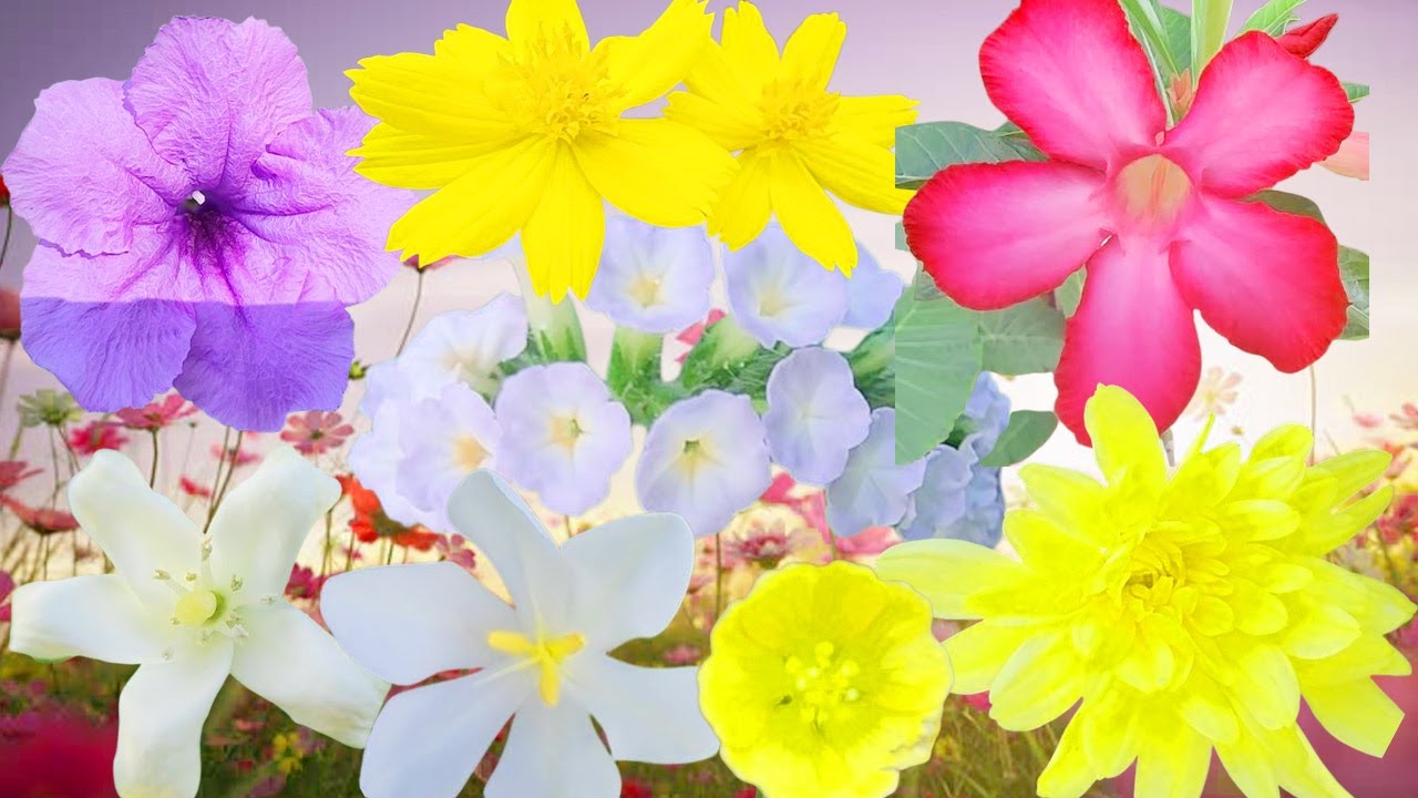 Amazing Collection of Wild Flowers  Nature’s Hidden Gems ,Flowers You Can Find in Nature