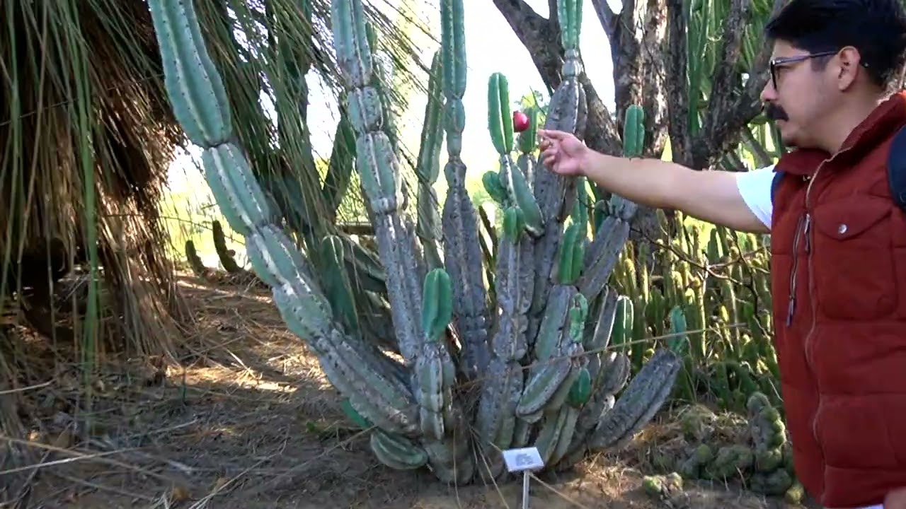 Episode 3 UCR Botanical Garden & Myrtillocactus