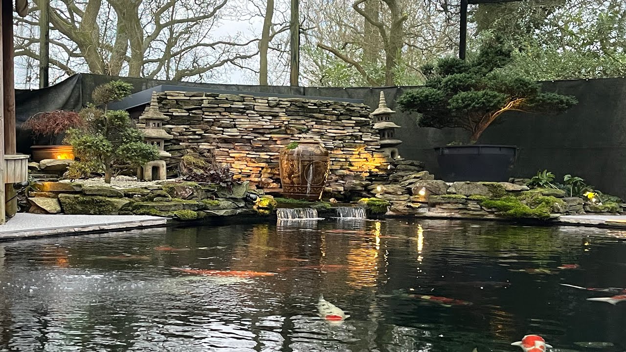 HUGE Koi, HUGE Koi Pond!