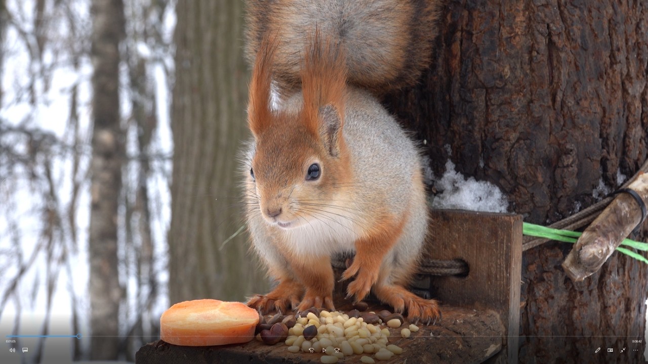 Две упитанные белки / Two fattened squirrels