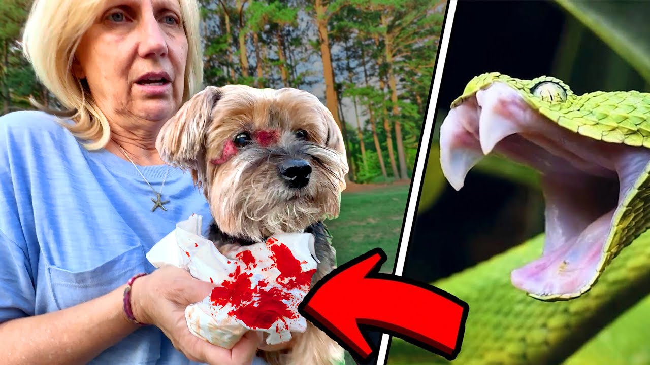 A Snake BITES Our Dog!!