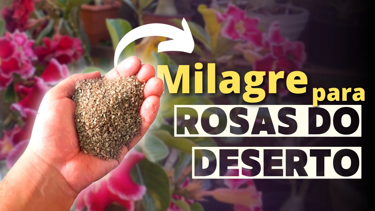 Areia MILAGROSA para as Rosas do Deserto!