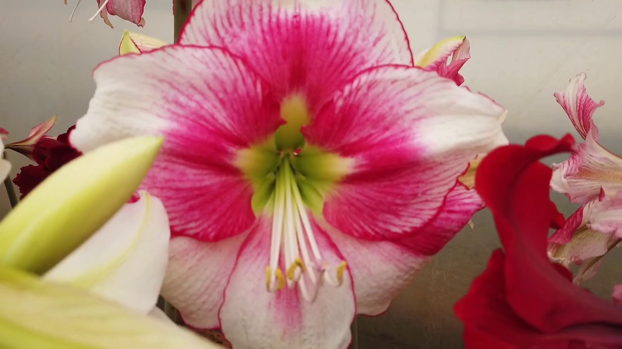 Hadeco Amaryllis Flowering 2019 - in the fields in South Africa - October 2019