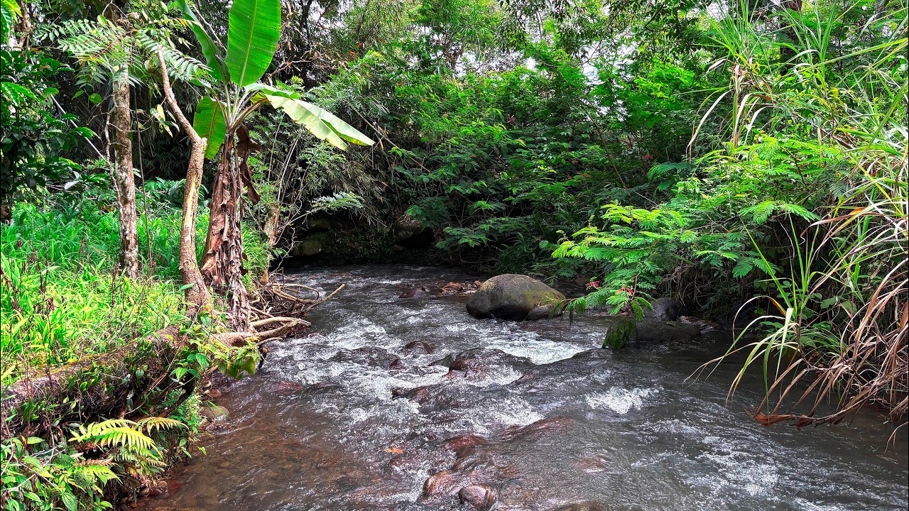 Overcome Fatigue So You Can Sleep Soundly with Powerful Forest River and Relaxing Rushing Water