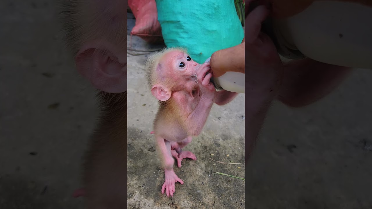 baby monkey hiuhiu hungry #monkey  #babymonkey #cute #animals #funny #usa  #shorts