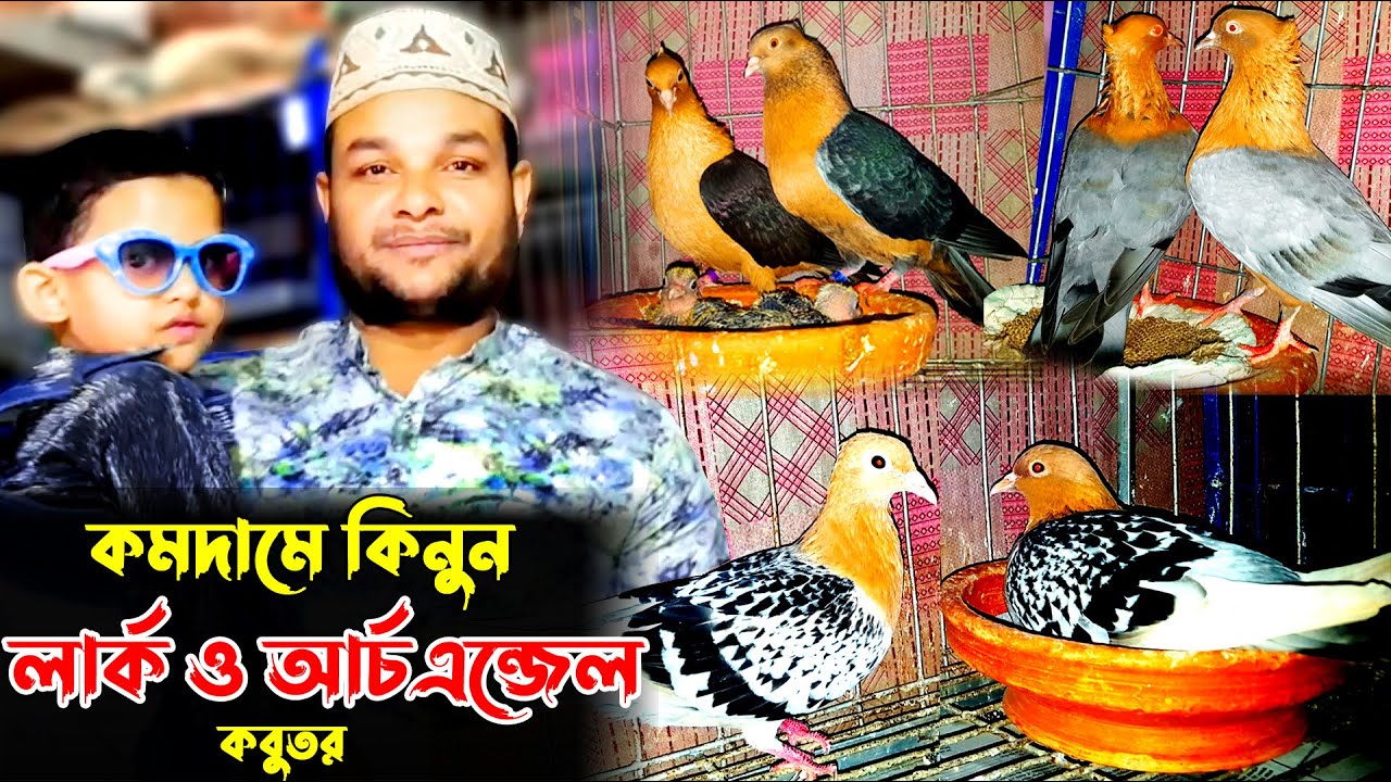 আর্চএনজেল ও লার্ক  কবুতর কিনুন | খামারি মাহফুজ ভাই | আর্চ এনজেল কবুতরের বর্তমান দাম | Lark pigeon