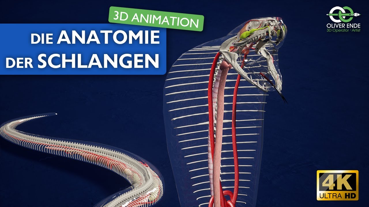 Die Anatomie der Schlangen - faszinierende 3D Animation