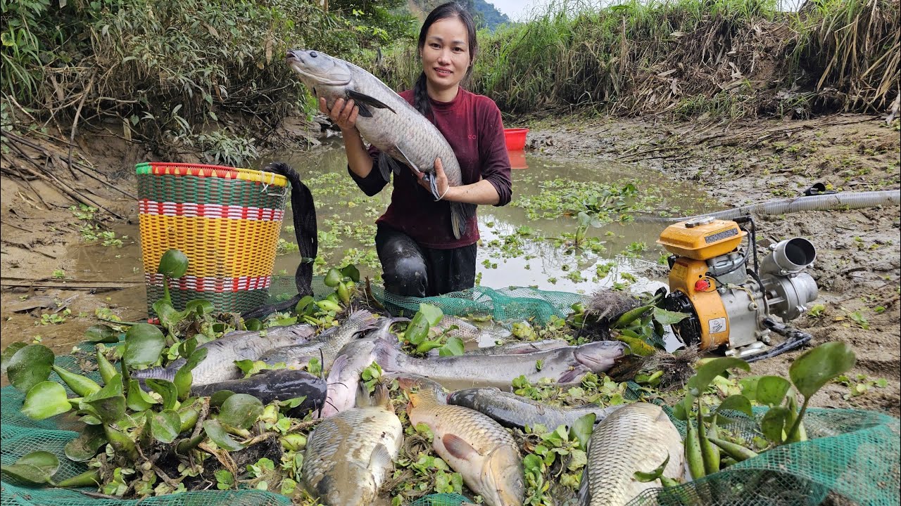 How to catch giant fish and bring them to the market to sell - then fry the fish and enjoy