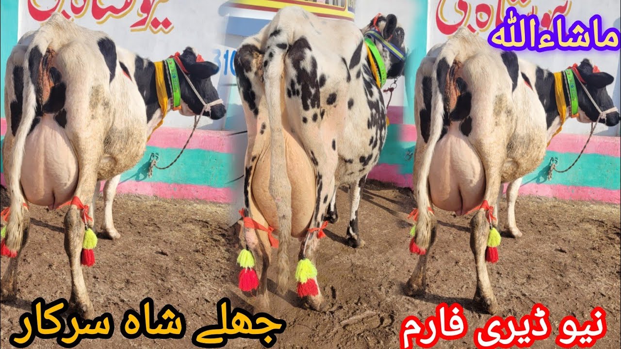 ماشاءاللہ جھلے شاہ سرکار ضلع راولپنڈی کی 4 خوبصورت سجر گائے برائےفروخت24 جنوری 2026 HajiArfazChannel