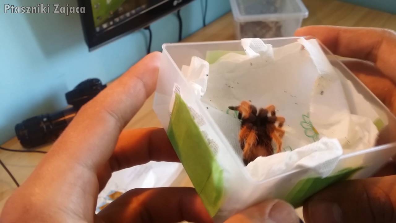 Unpacking samca Brachypelma emilia