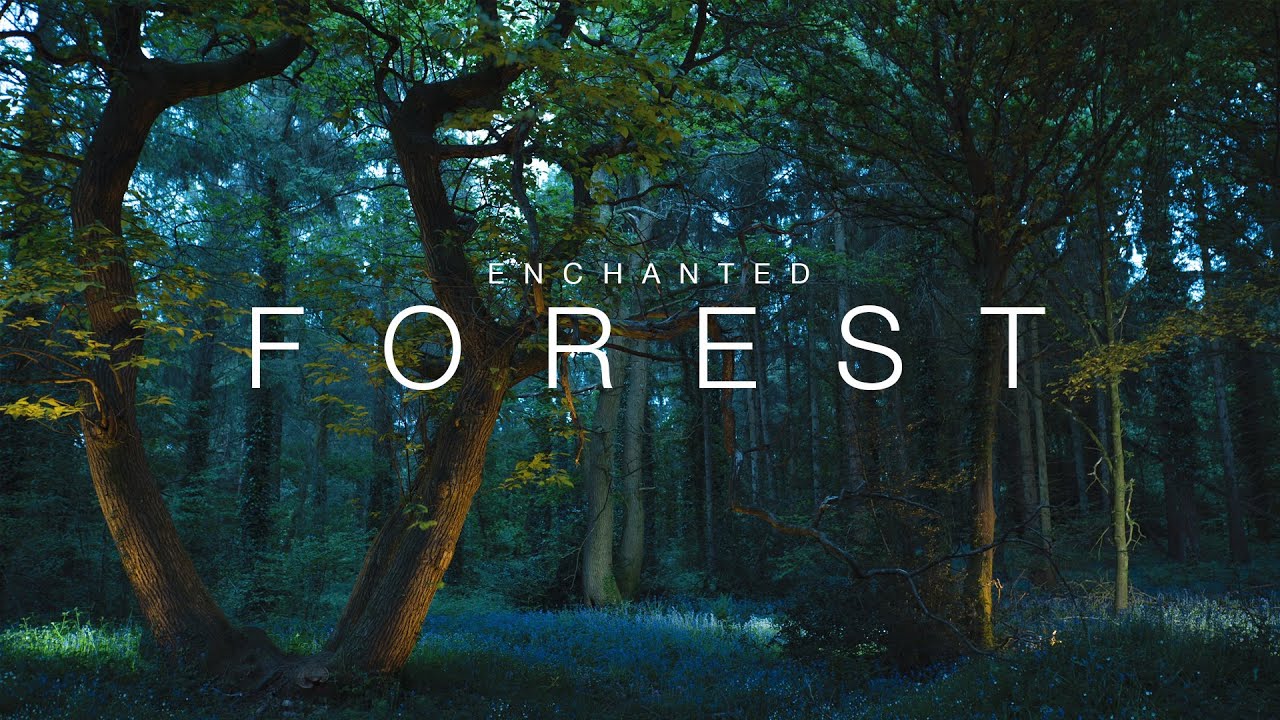 Enchanted forest | Woodland light painting stock footage