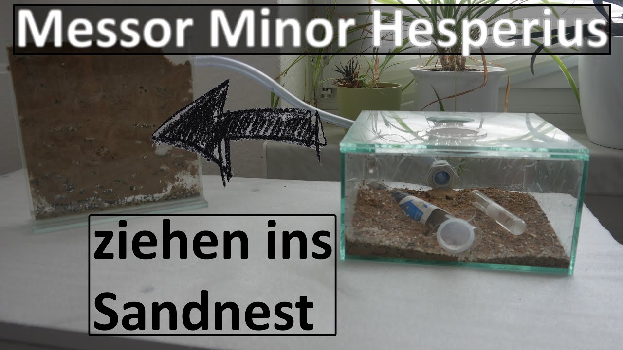 Messor Minor Hesperius ziehen ins Sandnest ein [4K]