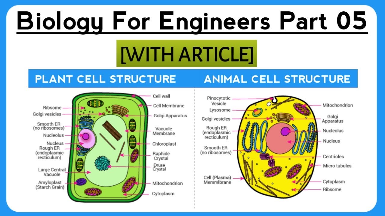 Animal Cell and Plant Cell || Difference Between || Biology For Engineers || Lecture 05