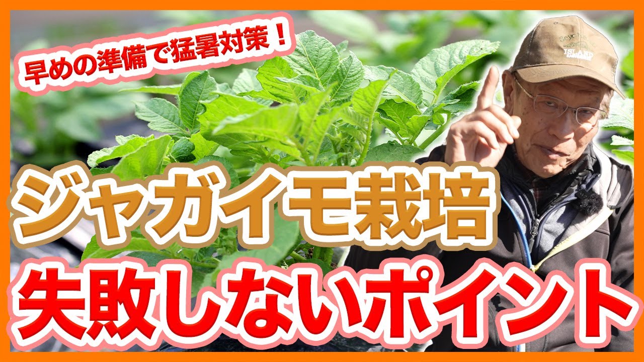 家庭菜園や農園の春ジャガイモ栽培で気候変動で失敗しない早めの準備！土作りのコツと春ジャガイモの育て方！【農家直伝】