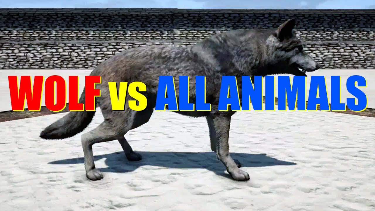 Far Cry 4 Animal Fight - Grey Wolf vs All Animals Battles
