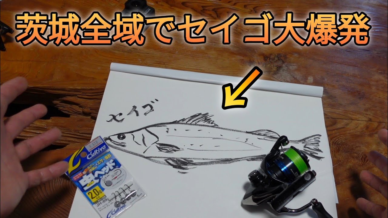 茨城全域でセイゴ大爆発！？実釣＆釣れるパターン解説！