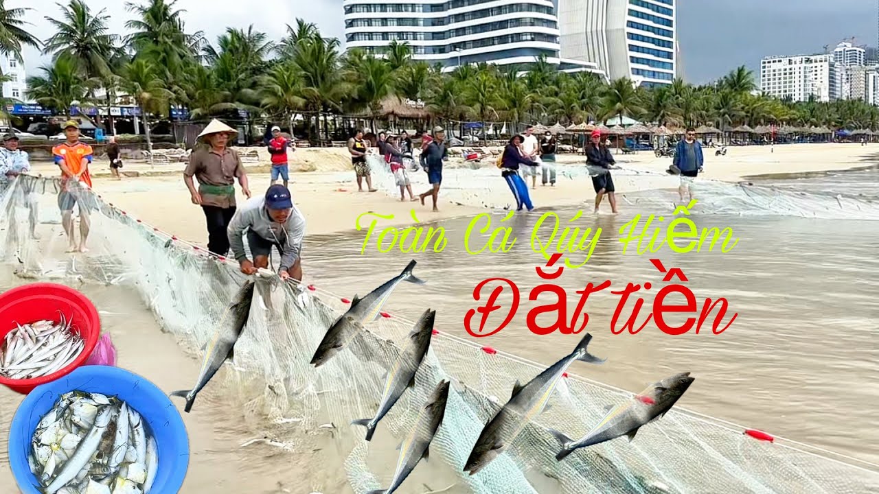 Ấp Thấp Nhiệt Đới Cá Ốp Vào Biển Phạm Văn Đồng Rất Nhiều