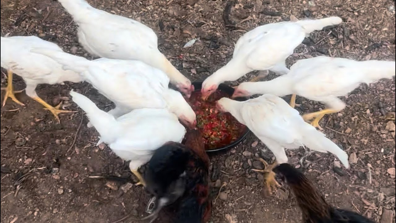 Hayatlarında hiç yemedikleri bir lezzeti tattılar 😋🐔🐓