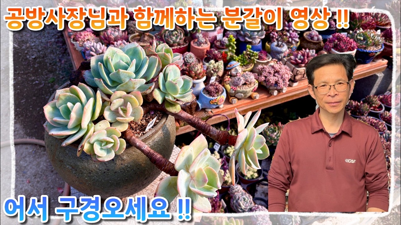 공방사장님과 함께하는 손님분 분갈이 ~! 예쁜아이들 한가득이니 어서들 구경오세요!!